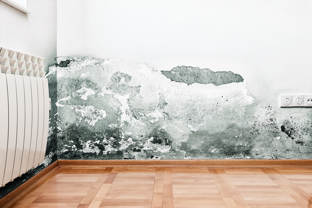 Dangers of having mold at home