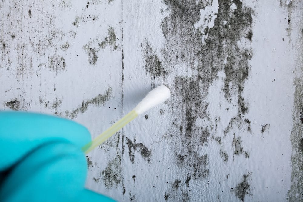 Professional Mold Testing in Florida
