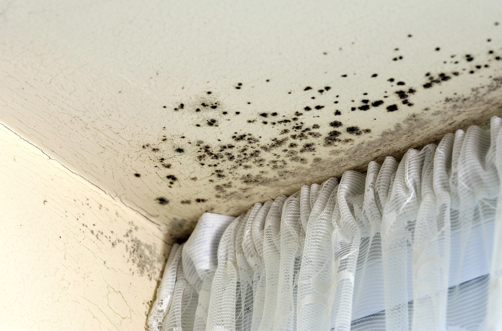 Mold Growth After Hurricanes