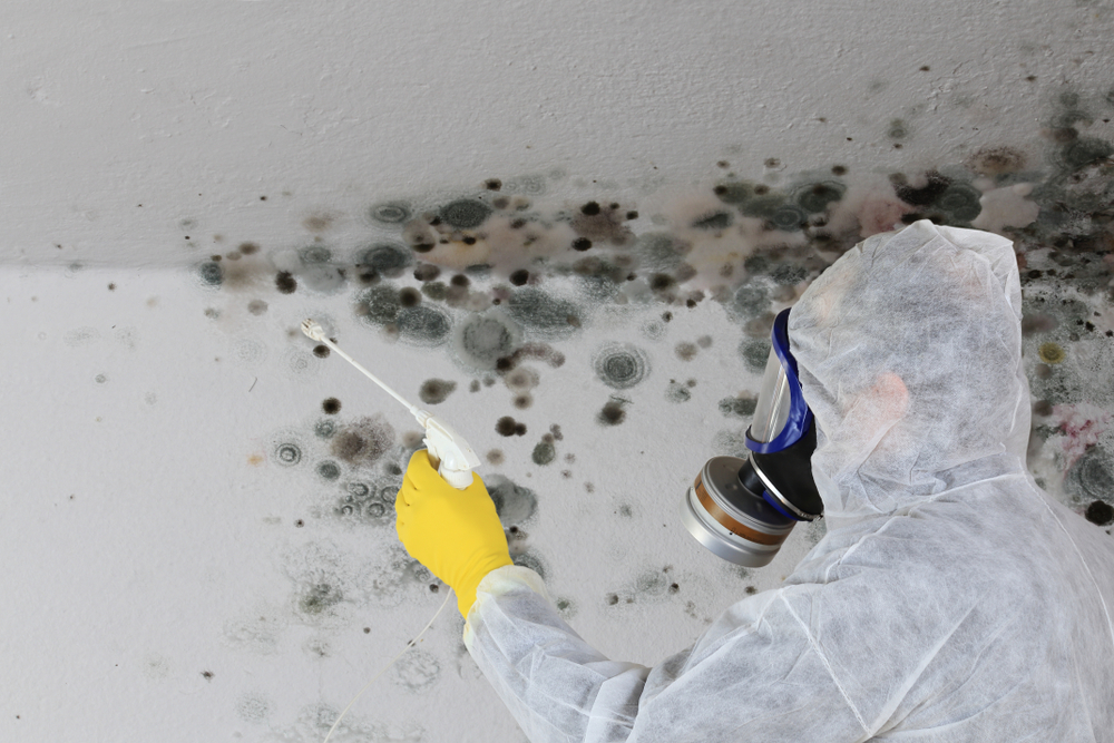 Hire a Professional Company for Mold Remediation