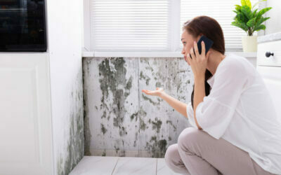 Dealing with Mold as a Renter in Commercial Buildings: Know Your Rights