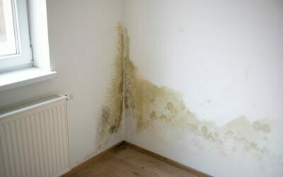 Mold Prevention At Home: Best Tips