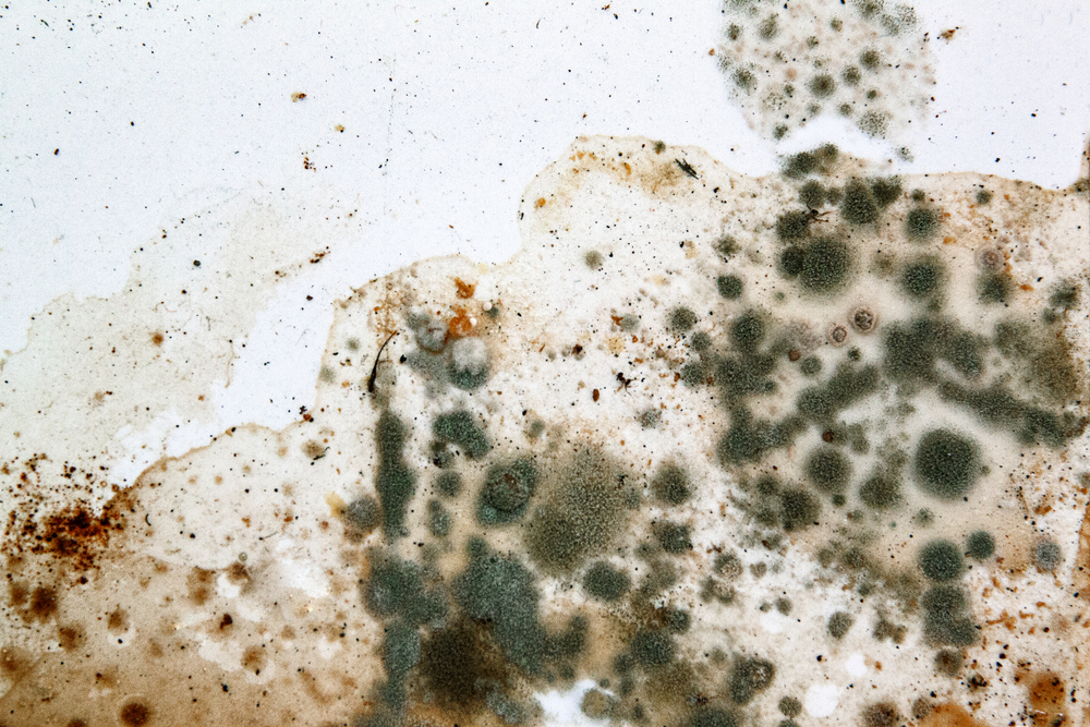 Why is Mold Dangerous?