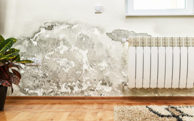 Mold in a Rental Home: Who Is Responsible, Landlords or Tenants?