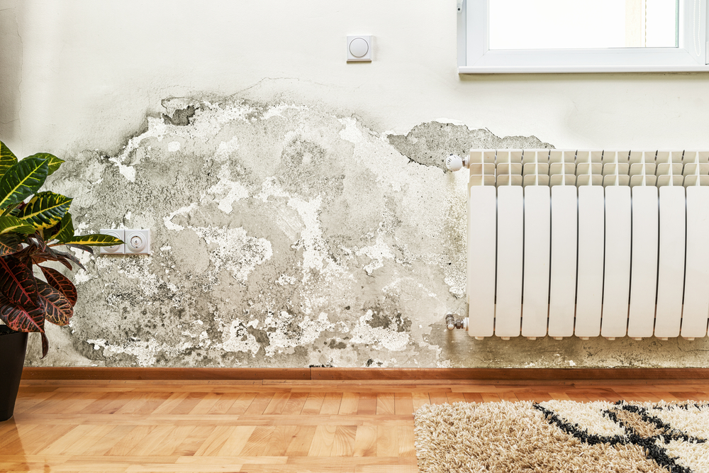 Mold in a Rental Home: Who Is Responsible, Landlords or Tenants?