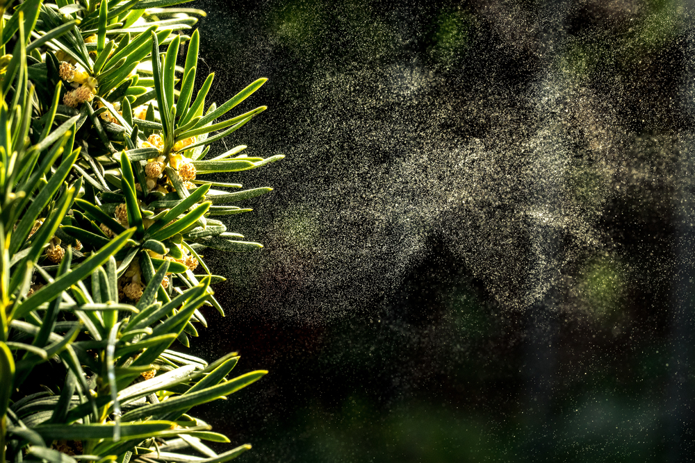 Pine Tree Pollen