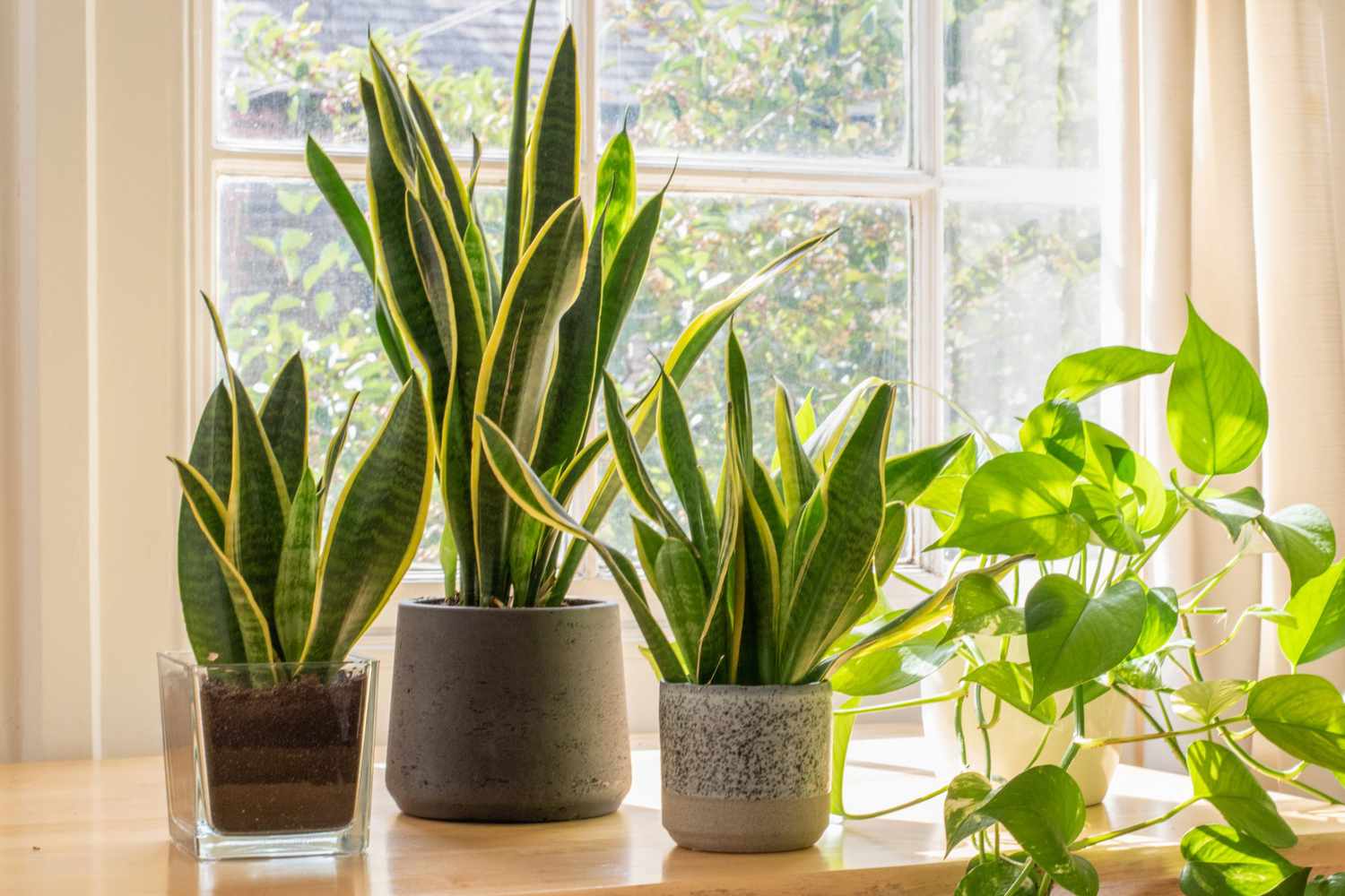 Snake Plant for Better Indoor Air Quality
