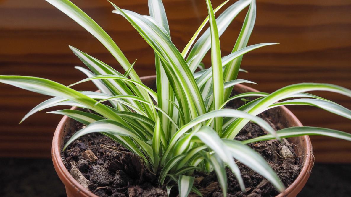 Spider Plant for Better Indoor Air Quality
