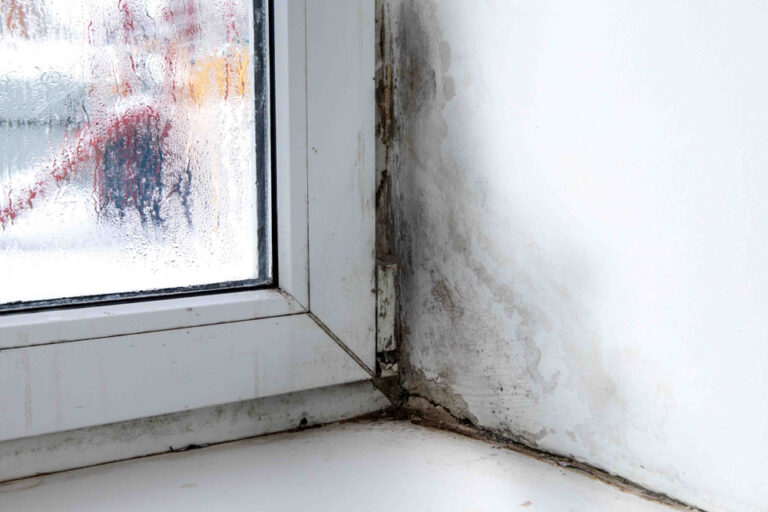 How Fast Can Mold Grow After Water Damage?