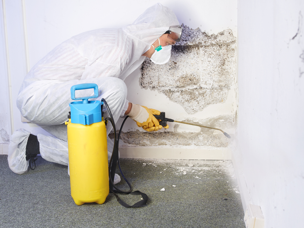 Professional mold cleaning