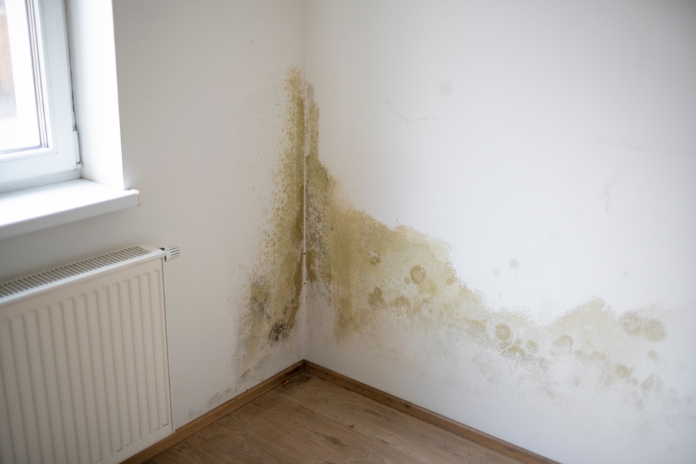 Mold located in wall room corner 