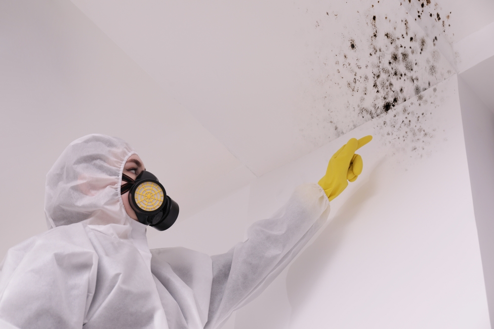 Professional mold inspector