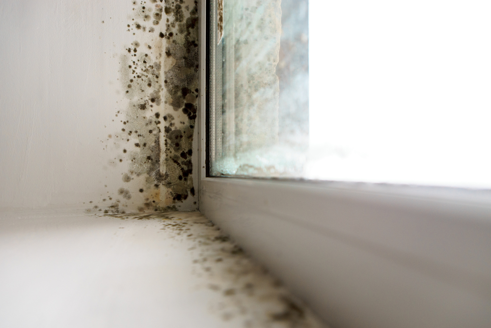 Mold Risks in Florida Homes