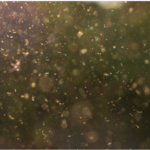Lead toxicity - Florida Mold Inspection & Indoor Air Quality Testing - Commercial, Residential & Marine Mold, Water and Air Quality Testing Services by ETA Mold