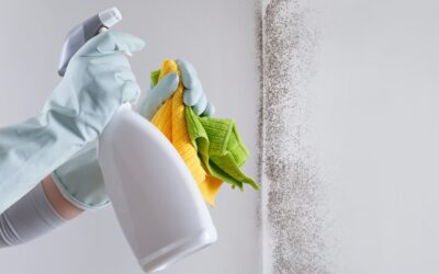 Best Mold Prevention Tips For Homeowners