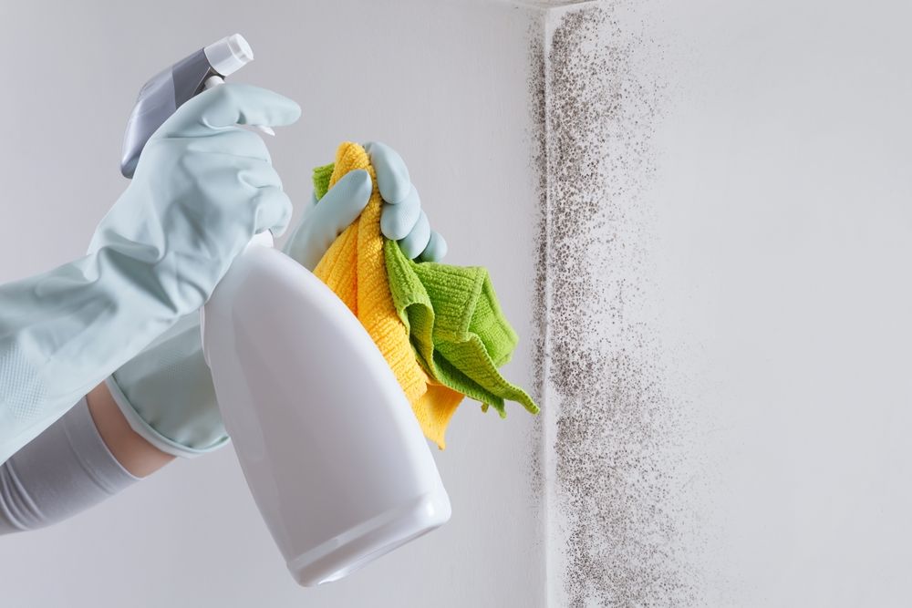 Best Mold Prevention Tips For Homeowners
