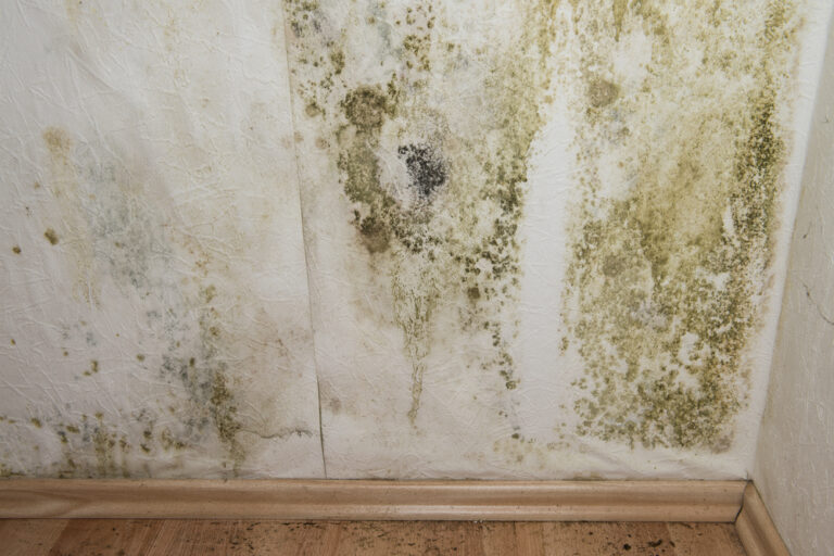 Mold vs Fungus – Back To Basics with ETA Mold