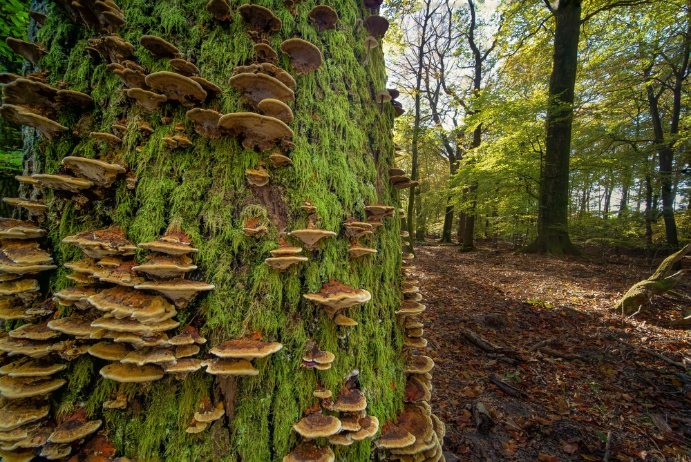 Closeup of a tree with fungi