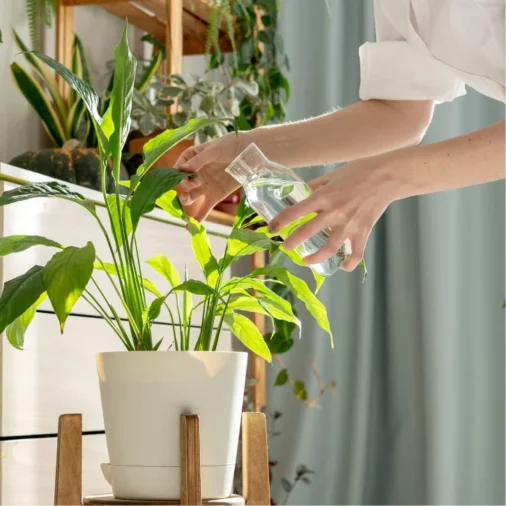 photo_Monitor Indoor Plants