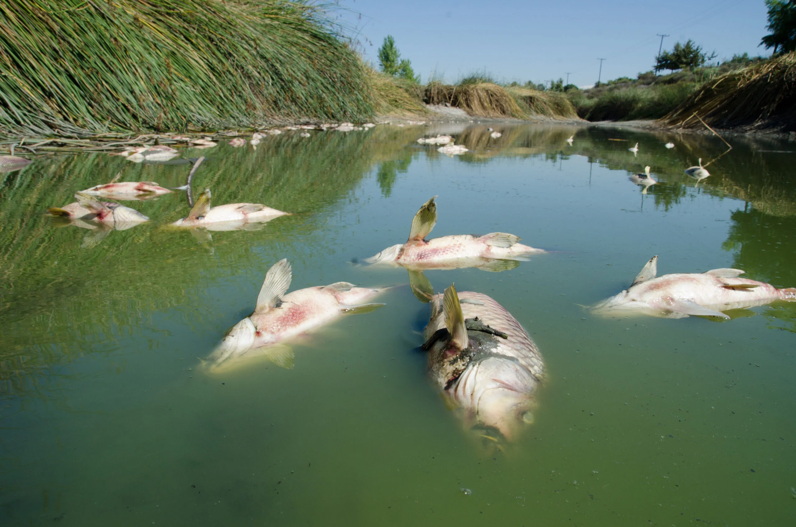 water pollution