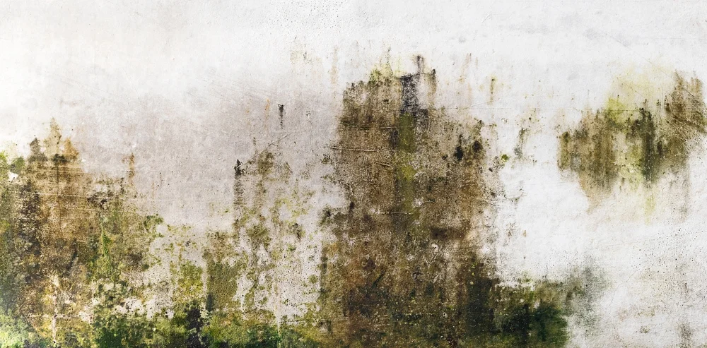 Mold vs Mildew: Differences and How to Deal With Them 4 a wall with mold on it / Mold vs Mildew: Differences and How to Deal With Them - What Is Mold? - Common Types of Mold and Where It Grows - What Is Mildew? - Common Types of Mildew and Where It Grows - Mold vs Mildew – How to Tell the Difference