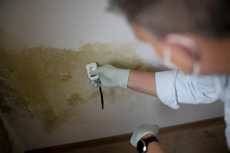 Mold in Crawl Space: Causes, Types, Removal, and Prevention Tips