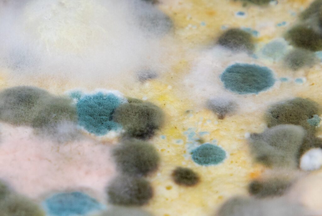 Mold in Crawl Space: Types, Causes, Removal, and Prevention