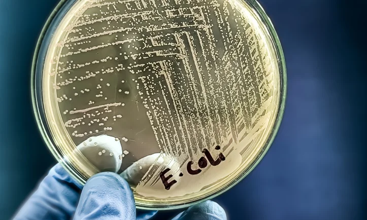 photo_conclusion_ecoli photo conclusion ecoli