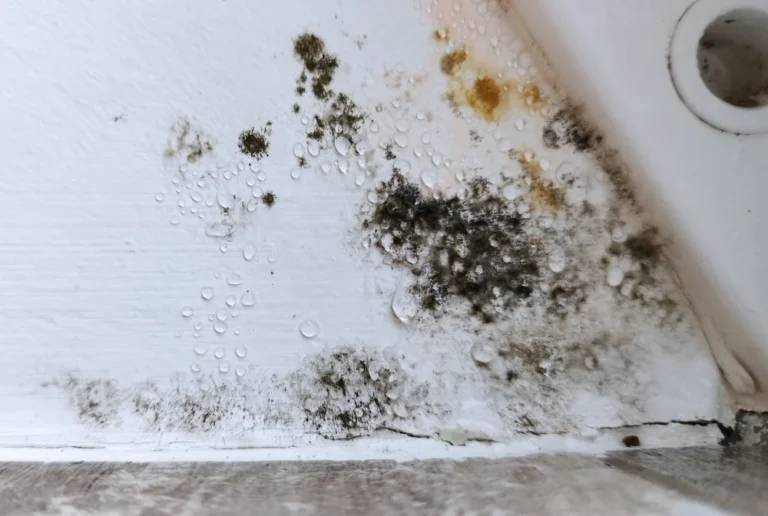 What Is Mold? Types, Health Risks, Symptoms & Prevention