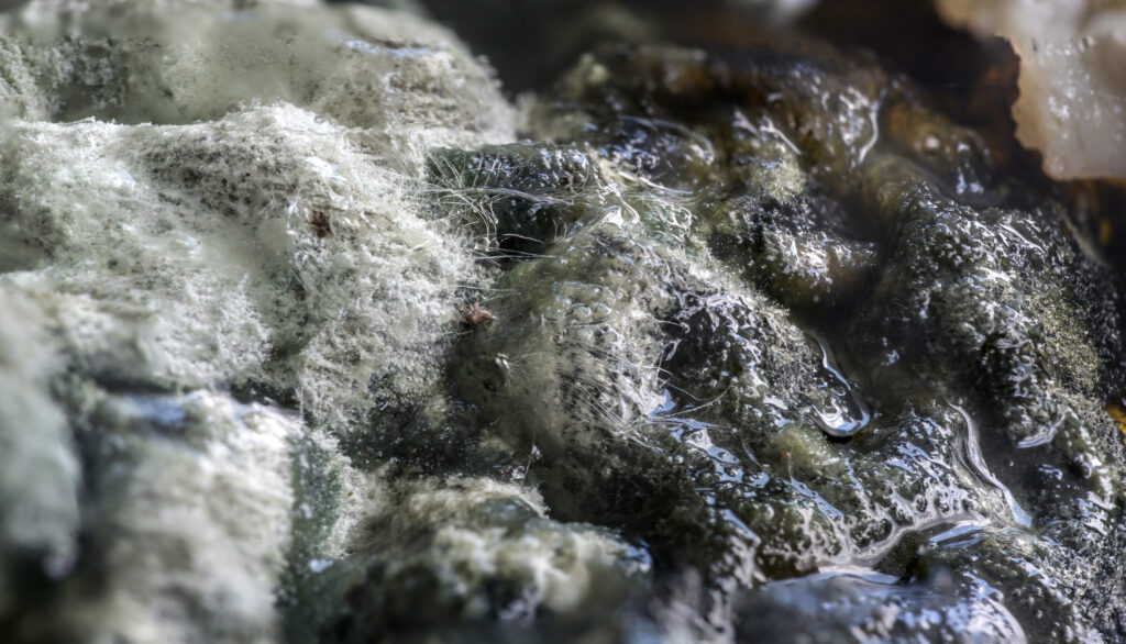 White Mold: Identification, Risks, and Solutions 3 White Mold: Identification, Risks, and Solutions / What is White Mold? / How to Identify White Mold / The Causes of White Mold Growth / Health Risks of White Mold / How to Remove White Mold / Preventing White Mold Growth / FAQs About White Mold / ETA Mold Inspection Mold in Florida