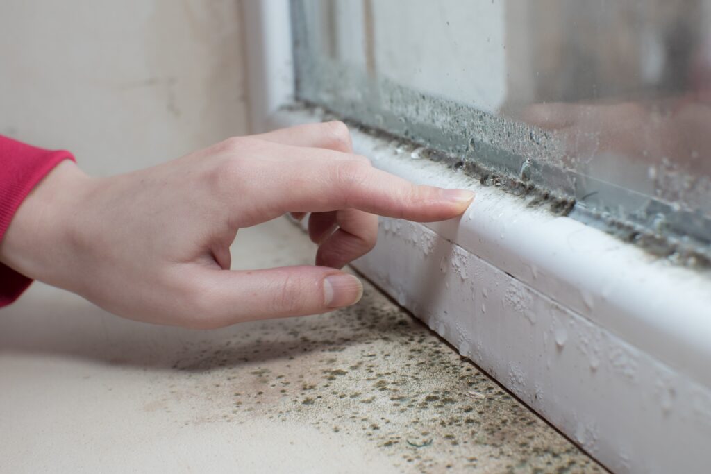 What is Black Mold? Causes, Symptoms, Removal & More 4 shutterstock 2235281841