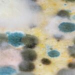 Types of Mold: A Complete Guide