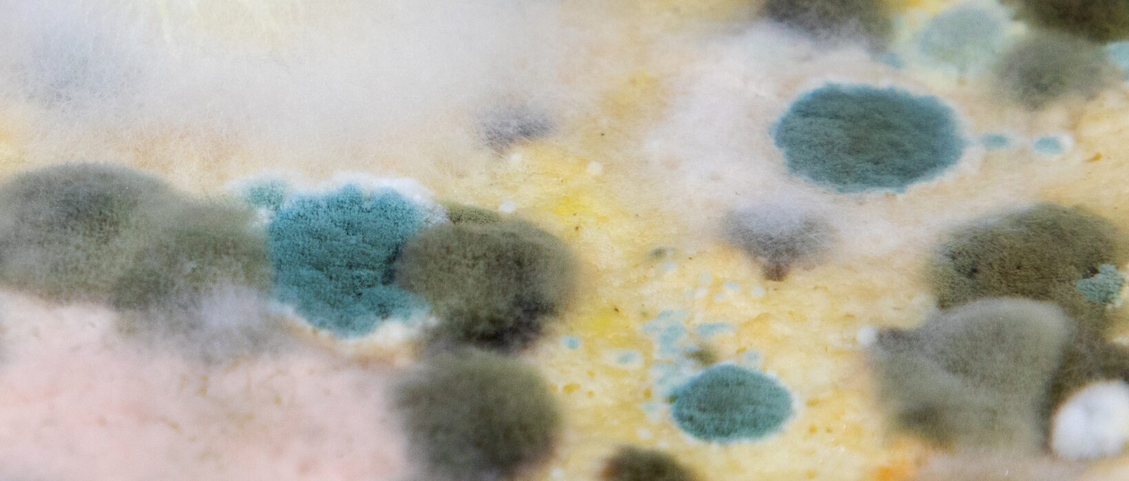 Types of Mold: A Complete Guide 2 Types of Mold: A Complete Guide