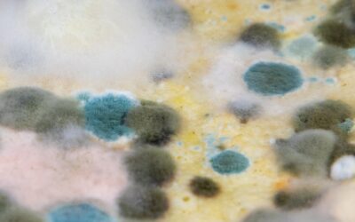 Types of Mold: A Complete Guide