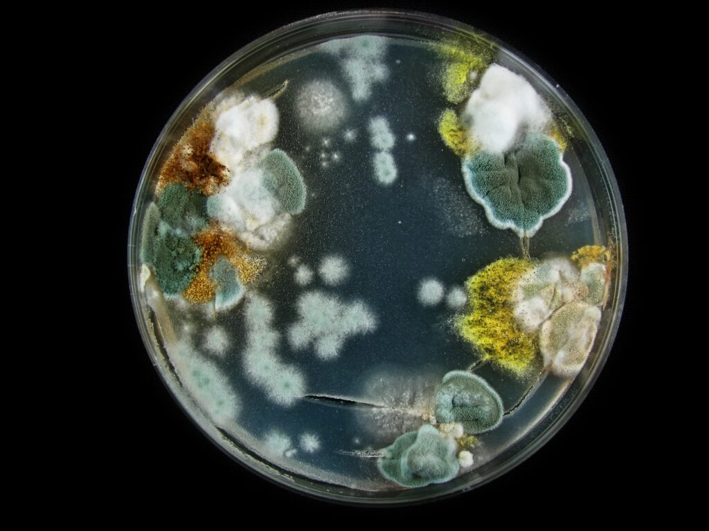 Types of Mold: A Complete Guide 3 Types of Mold: A Complete Guide / What Is Mold? / Common Types of Mold / Less Common but Important Types of Mold / How Mold Affects Health / How to Identify Mold / Why You Shouldn't Remove Mold Yourself / How to Prevent Mold Growth / FAQs About Types of Mold / ETA Mold Inspection and Testing Mold in Florida