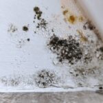 What Is Mold? Types, Health Risks, Symptoms & Prevention
