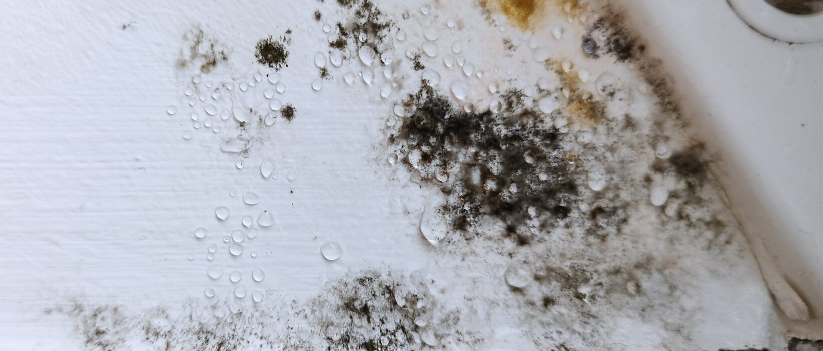 What Is Mold? Types, Health Risks, Symptoms & Prevention 2 What Is Mold? Types, Health Risks, Symptoms & Prevention