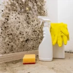 Does Bleach Kill Mold? A Comprehensive Guide