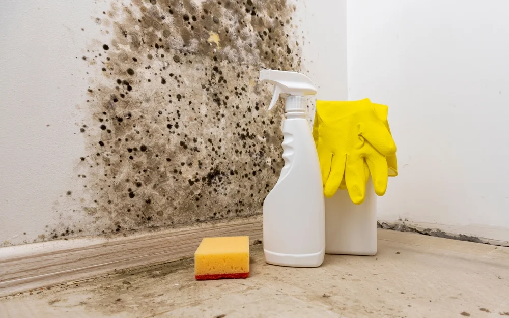 a spray bottle and gloves next to a sponge / Does Bleach Kill Mold? A Comprehensive Guide / What Is Mold and Why Is It a Problem? / Does Bleach Kill Mold? / Why Bleach May Not Be the Best Solution / How to Safely Use Bleach for Mold Removal / Step-by-Step Instructions To Safely Remove Mold Using Bleach / Are There Alternatives to Bleach for Mold Removal? / Preventing Mold Growth in the Future / When to Call a Professional / ETA Mold Inspection in Florida