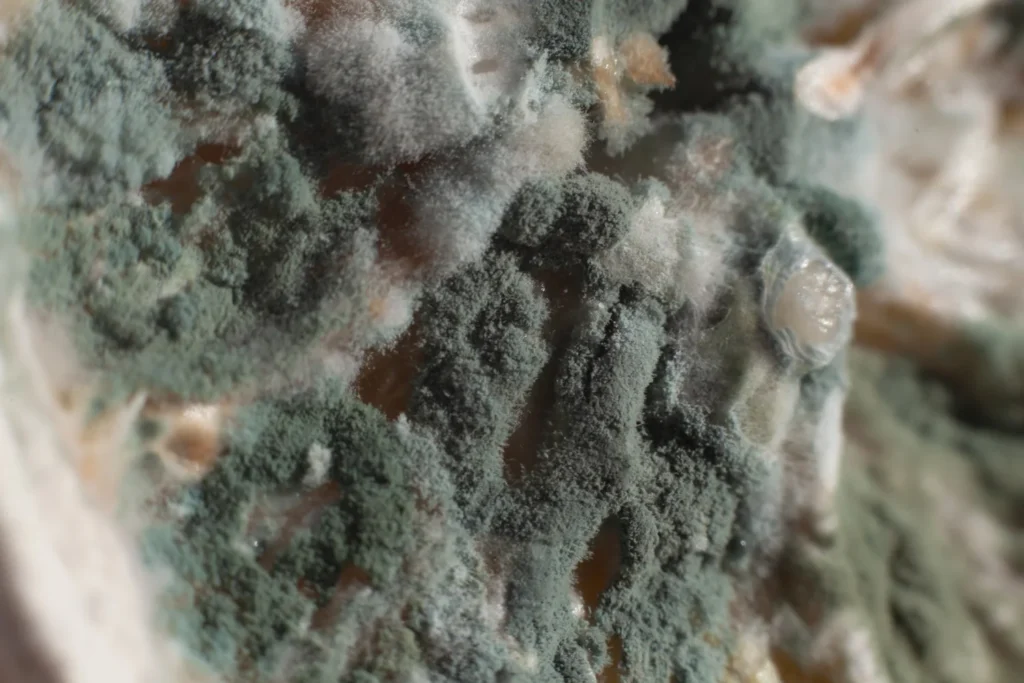 a green and brown moss growing on a wall / Green Mold: A Complete Guide / What Is Green Mold? / Why Is Mold Green? / Where Does Green Mold Grow? / What Does Green Mold Look Like? / Is Green Mold Dangerous? / How Does Green Mold Spread? / How to Know If You Have Green Mold / How to Test for Green Mold / How to Remove Green Mold Safely / What to Do With Moldy Materials / How to Prevent Green Mold From Coming Back / Green Mold and Renters / Can Green Mold Grow on Food? / Is Moldy Food Safe to Eat? / Green Mold vs. Black Mold / Is Green Mold Harmful to Your Health? / Common Myths About Green Mold / ETA Mold Inspection in Florida