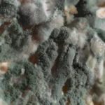 Green Mold: A Complete Guide