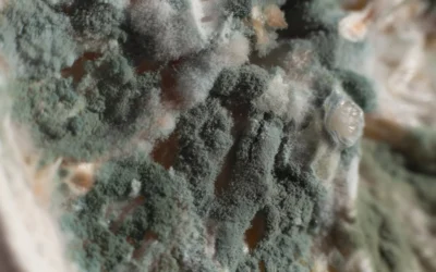 Green Mold: A Complete Guide