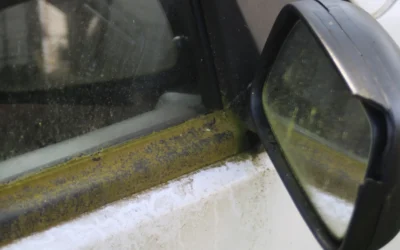 Is Mold in a Car Dangerous? A Complete Guide