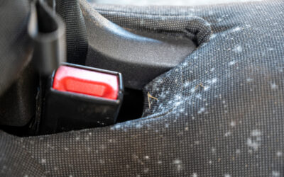 How to Remove Mold from Car Interior: A Complete Guide