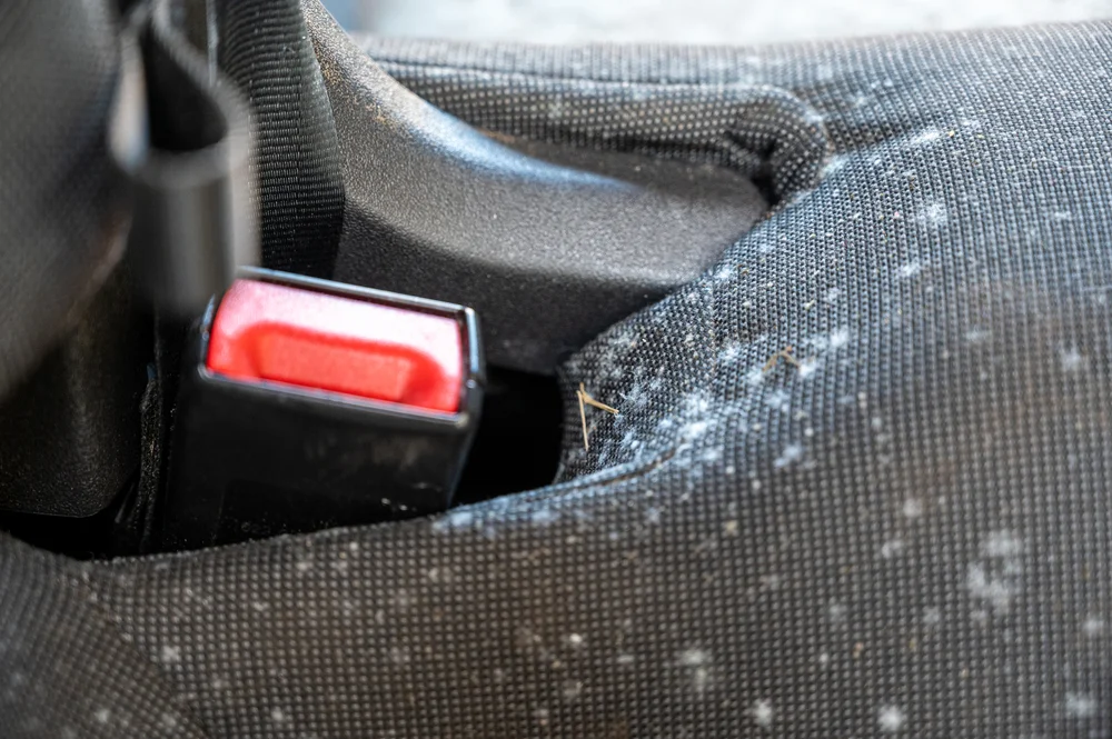 How to Remove Mold from Car Interior