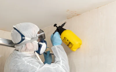 How to Test for Mold in House: A Complete Guide for Homeowners