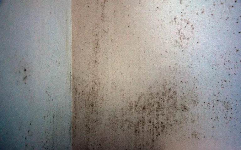 Is Pink Mold in the Shower Dangerous?