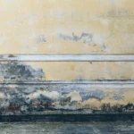 How Long Does It Take for Mold to Grow?