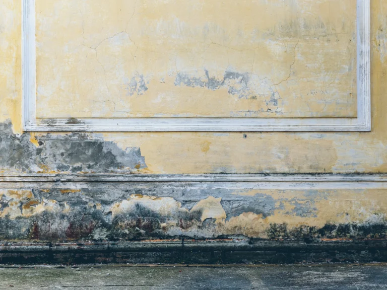 How Long Does It Take for Mold to Grow?