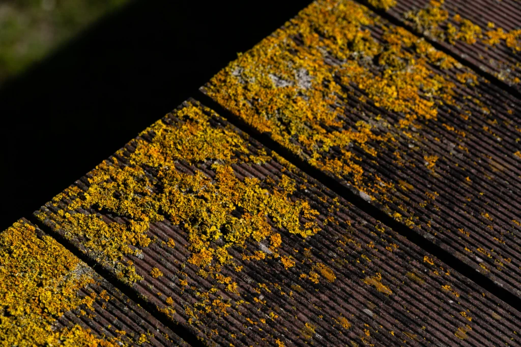 How to Kill Mold on Wood in South Florida? 1 Easy and Fast Steps to Kill Mold on Wood in South Florida